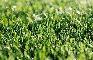 artificial grass faqs