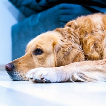 Flooring for a home with pets