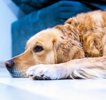 Flooring for a home with pets